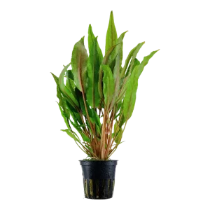 Cryptocoryne undulata 'Broad Leaves' Pot Plant by Tropica