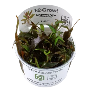 Cryptocoryne undulatus 'Red' Tissue Culture by Tropica