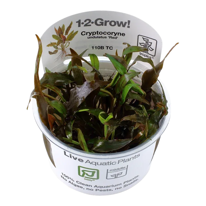Cryptocoryne undulatus 'Red' Tissue Culture by Tropica
