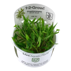 Cryptocoryne wendtii 'Green' Tissue Culture by Tropica