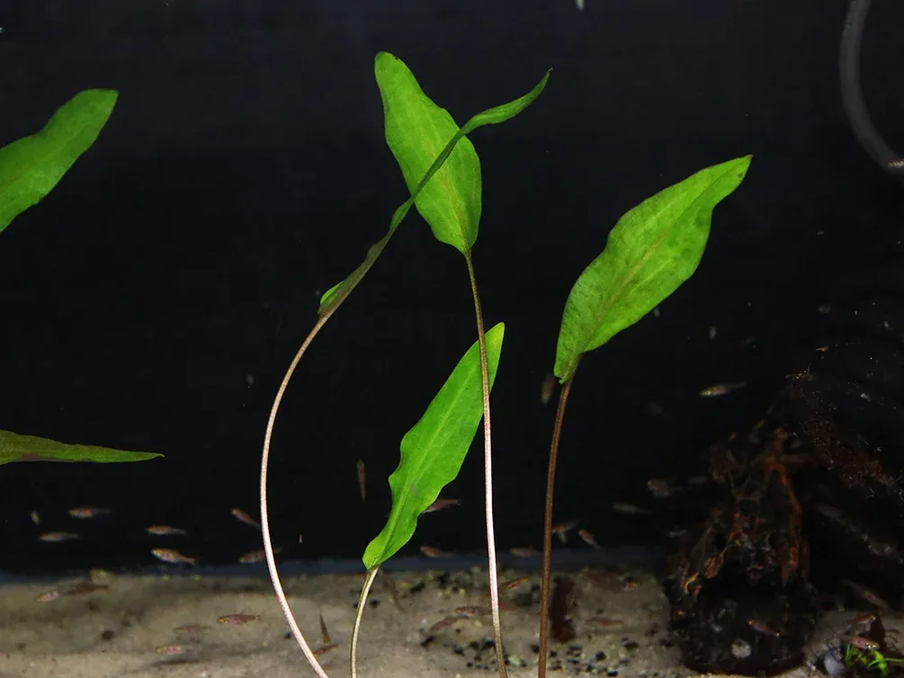 Cryptocoryne Wendtii 'Mi Oya' - Image 2