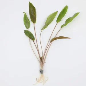 Cryptocoryne Wendtii 'Mi Oya'