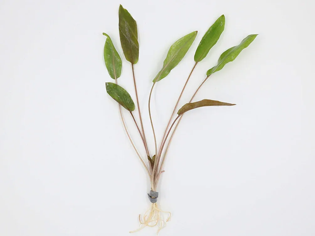 Cryptocoryne Wendtii 'Mi Oya'