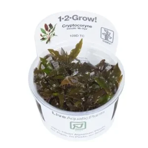 Cryptocoryne wendtii 'Mi Oya' Tissue Culture by Tropica