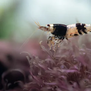 Crystal Black Shrimp