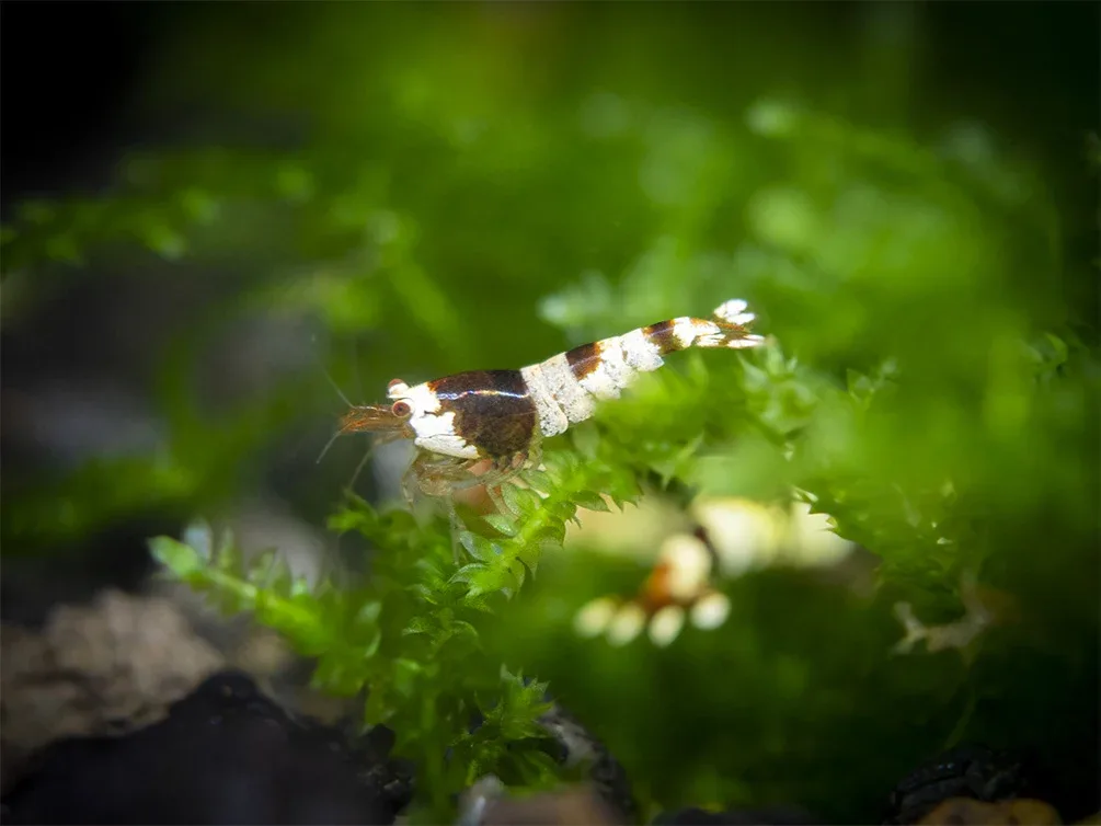 Crystal Black Shrimp (Caridina cantonensis, A-S Grade), Tank-Bred - Image 2