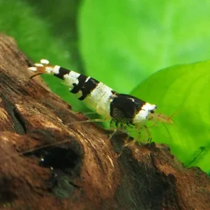 Crystal Black Shrimp (Caridina cantonensis, A-S Grade), Tank-Bred