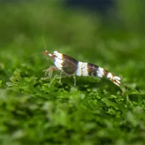 Crystal Black Shrimp Combo Box