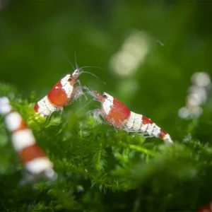 Crystal Red Shrimp Combo Box