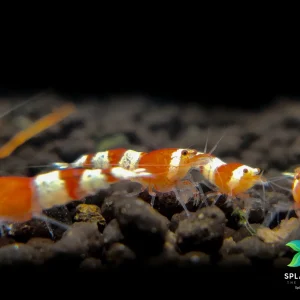 Crystal Red Shrimp