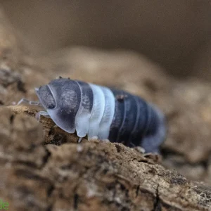 Cubaris sp. "Panda King" Isopods FREE SHIPPING