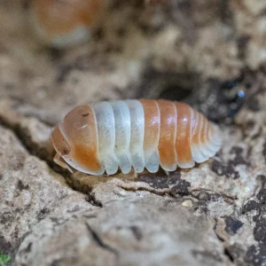 Cubaris sp. "Red Panda King" Isopods FREE SHIPPING