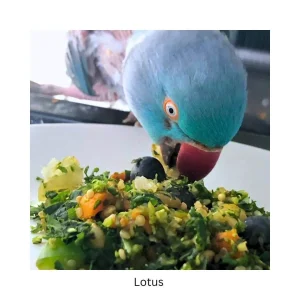 Custom Bird Chop & Meal Plan Consultation