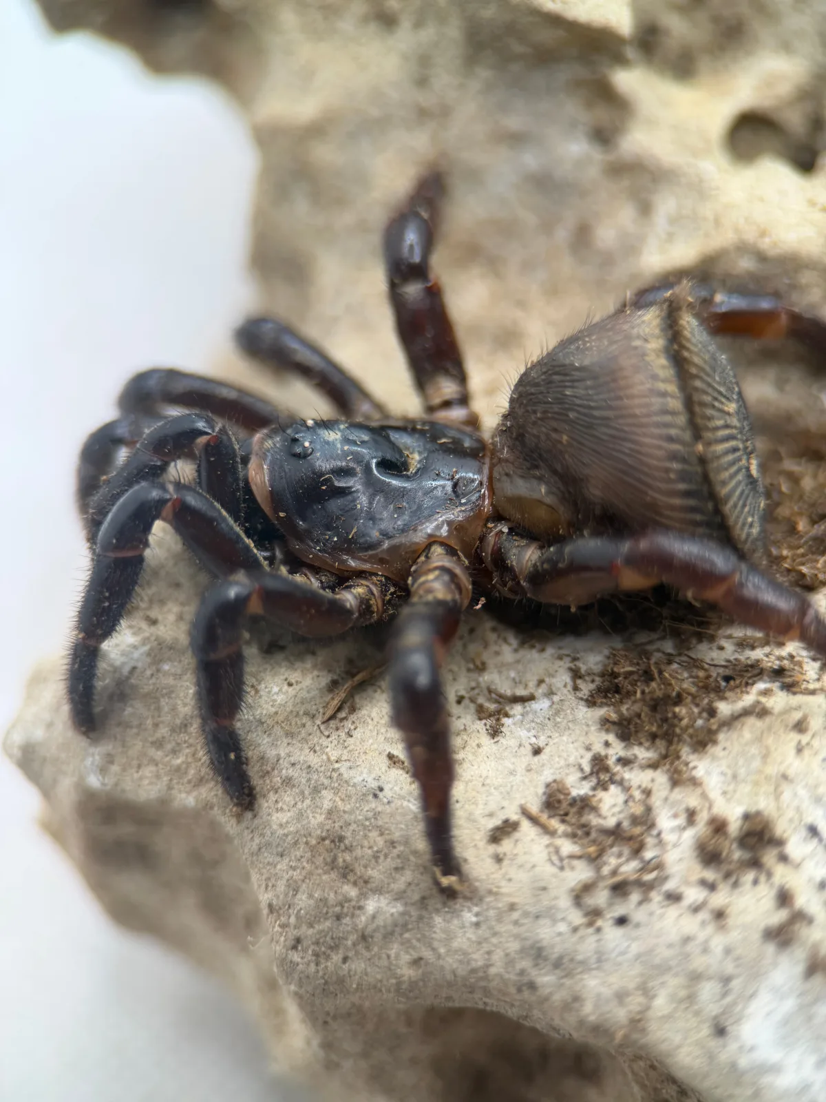 Cyclocosmia latusicosta – Vietnamese Oreo Butt Trapdoor Spider | Disc-Abdomen Mygalomorph | TDE - Image 2