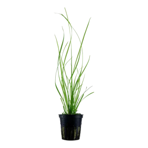 Cyperus helferi Pot Plant by Tropica