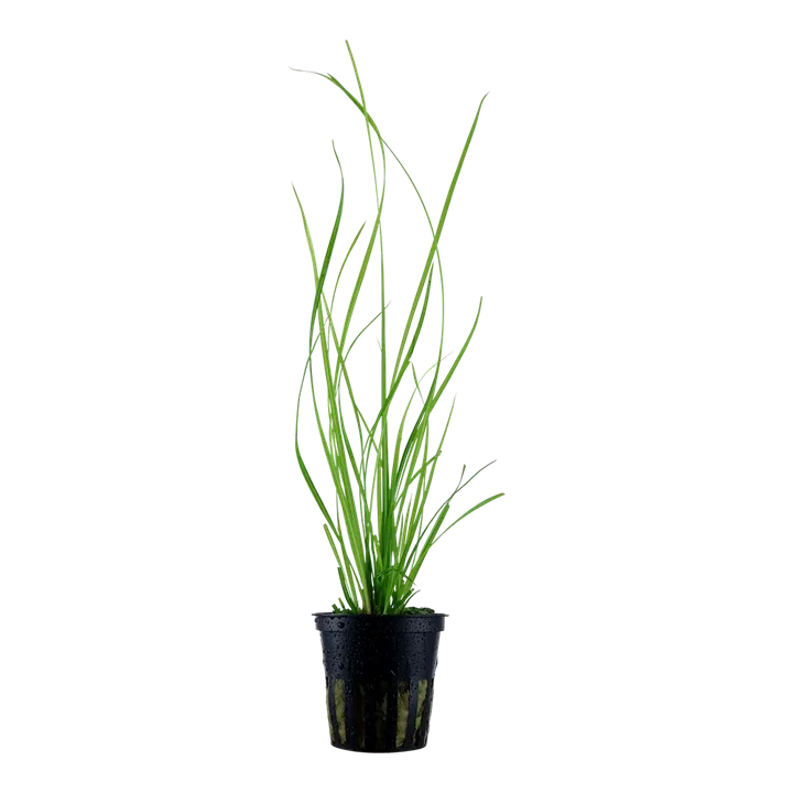 Cyperus helferi Pot Plant by Tropica