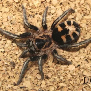 Cyriocosmus leetzi – Venezuelan Dwarf Beauty Tarantula | Colombian Dwarf Tiger | Tiny Tiger-Striped Gem | Live Arrival Guarantee | TDE