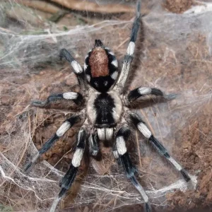 Cyriocosmus ritae – Peruvian Black & White Dwarf Tarantula | New World | TDE