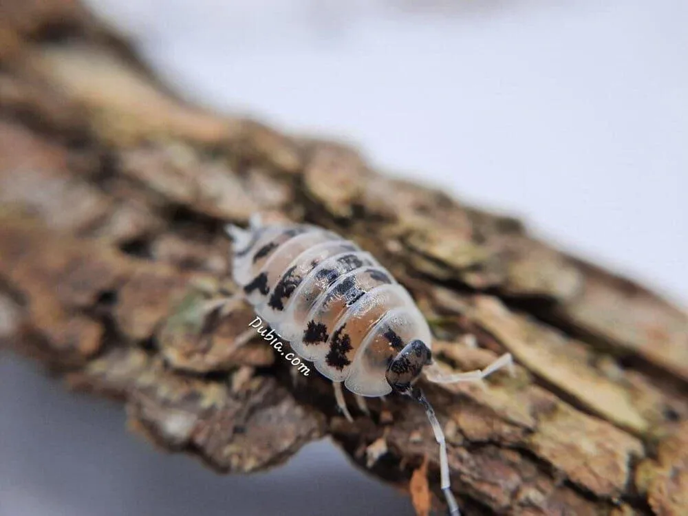 "Dairy Cow" Isopods (Porcellio laevis) - Image 2