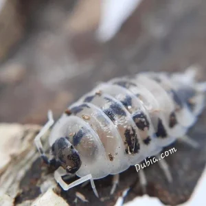 "Dairy Cow" Isopods (Porcellio laevis)