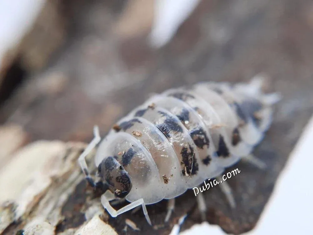 "Dairy Cow" Isopods (Porcellio laevis)
