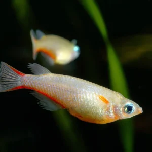 Daisy Blue Ricefish