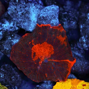 Darth Maul Jawbreaker Disco Mushroom WYSIWYG - SAQ Coral Farm
