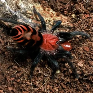 Davus pentaloris - Guatemalan Tiger Rump Tarantula for Sale | TDE