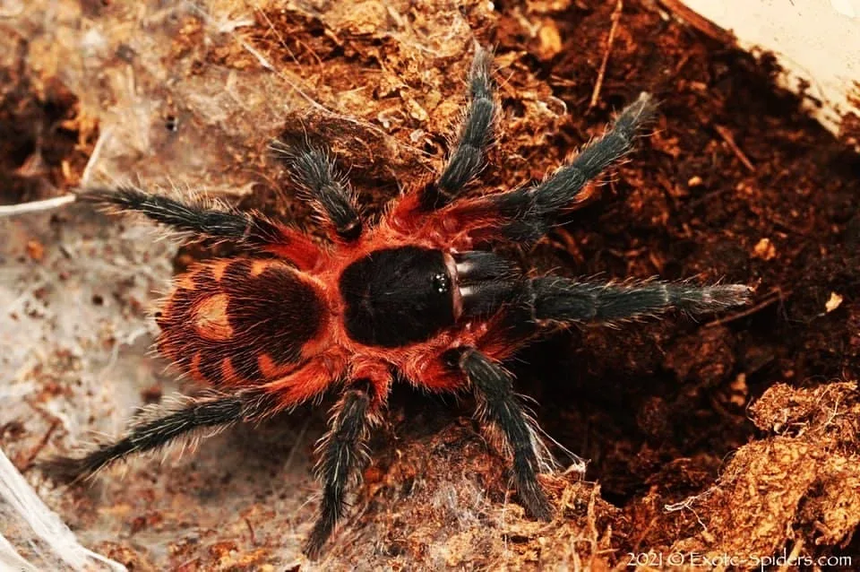 Davus sp Panama - Lava Spider Tarantula for Sale | TDE - Image 2