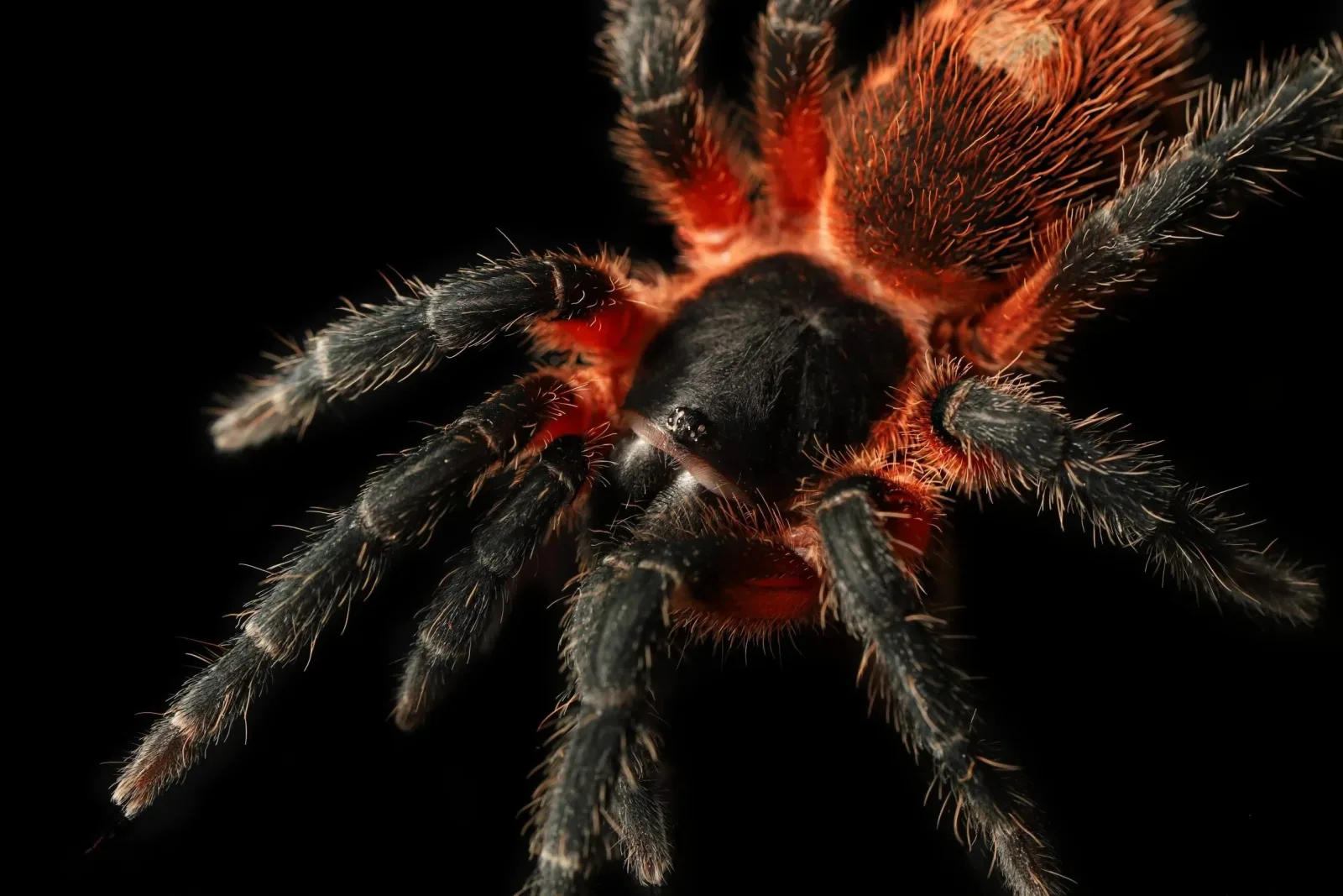 Davus sp Panama - Lava Spider Tarantula for Sale | TDE