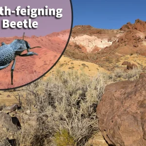 Death Feigning Beetle (Asbolus sp.) Bioactive Vivarium Kit