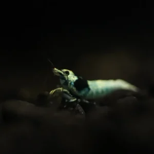 Deep Blue Bolt Caridina Shrimp