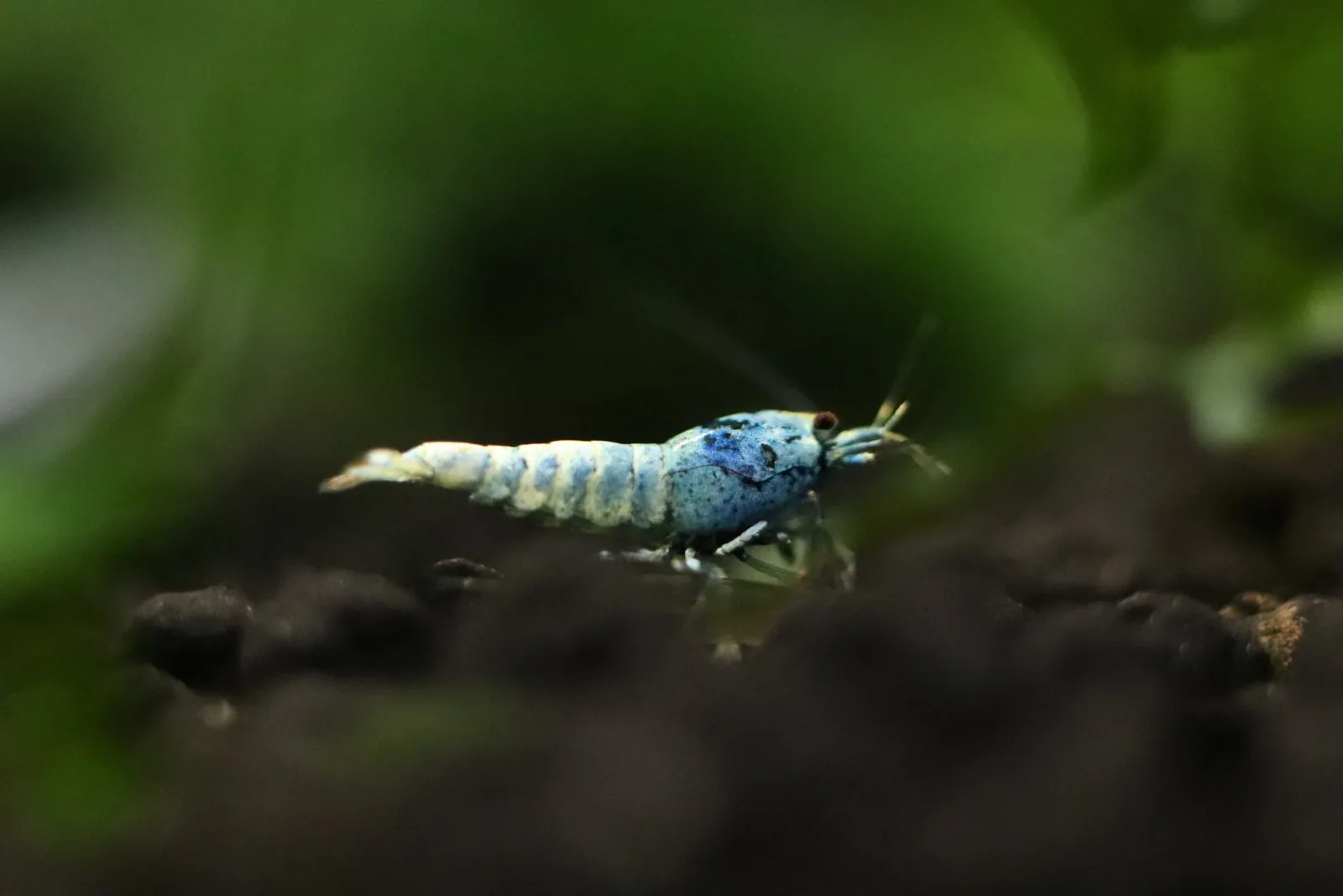 Deep Blue Bolt Caridina Shrimp - Image 2