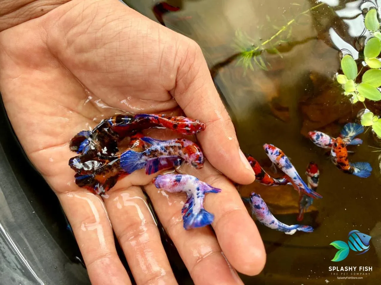 Deluxe (Grade A+) Show Grade Koi Galaxy Halfmoon Plakat Betta Fish - Image 2