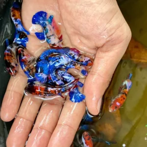 Deluxe (Grade A+) Show Grade Koi Galaxy Halfmoon Plakat Betta Fish