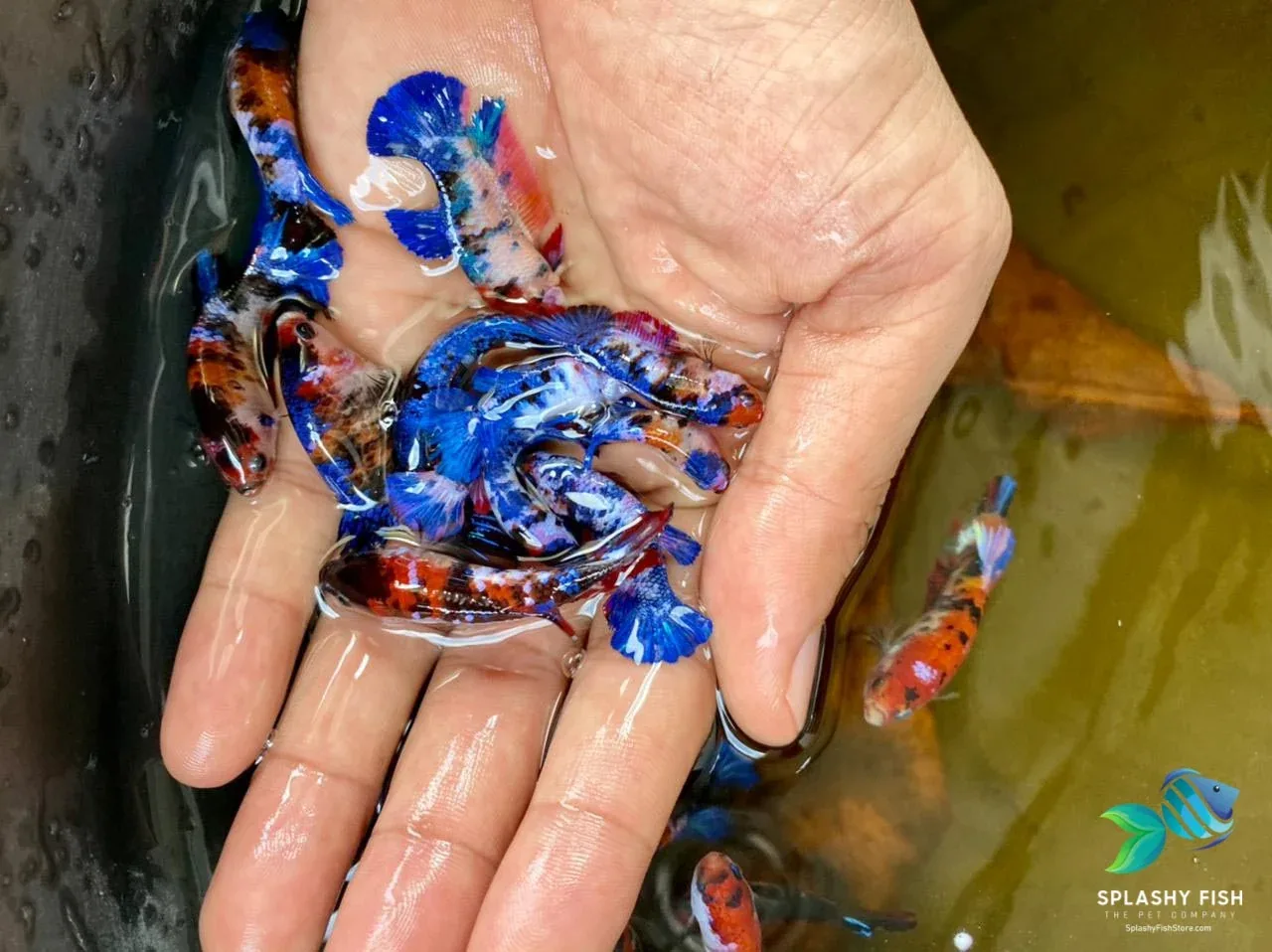 Deluxe (Grade A+) Show Grade Koi Galaxy Halfmoon Plakat Betta Fish