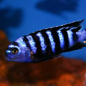 Demasoni Cichlid