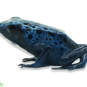 Dendrobates tinctorius ‘Azureus’ (captive-bred) | Blue Poison Dart Frog