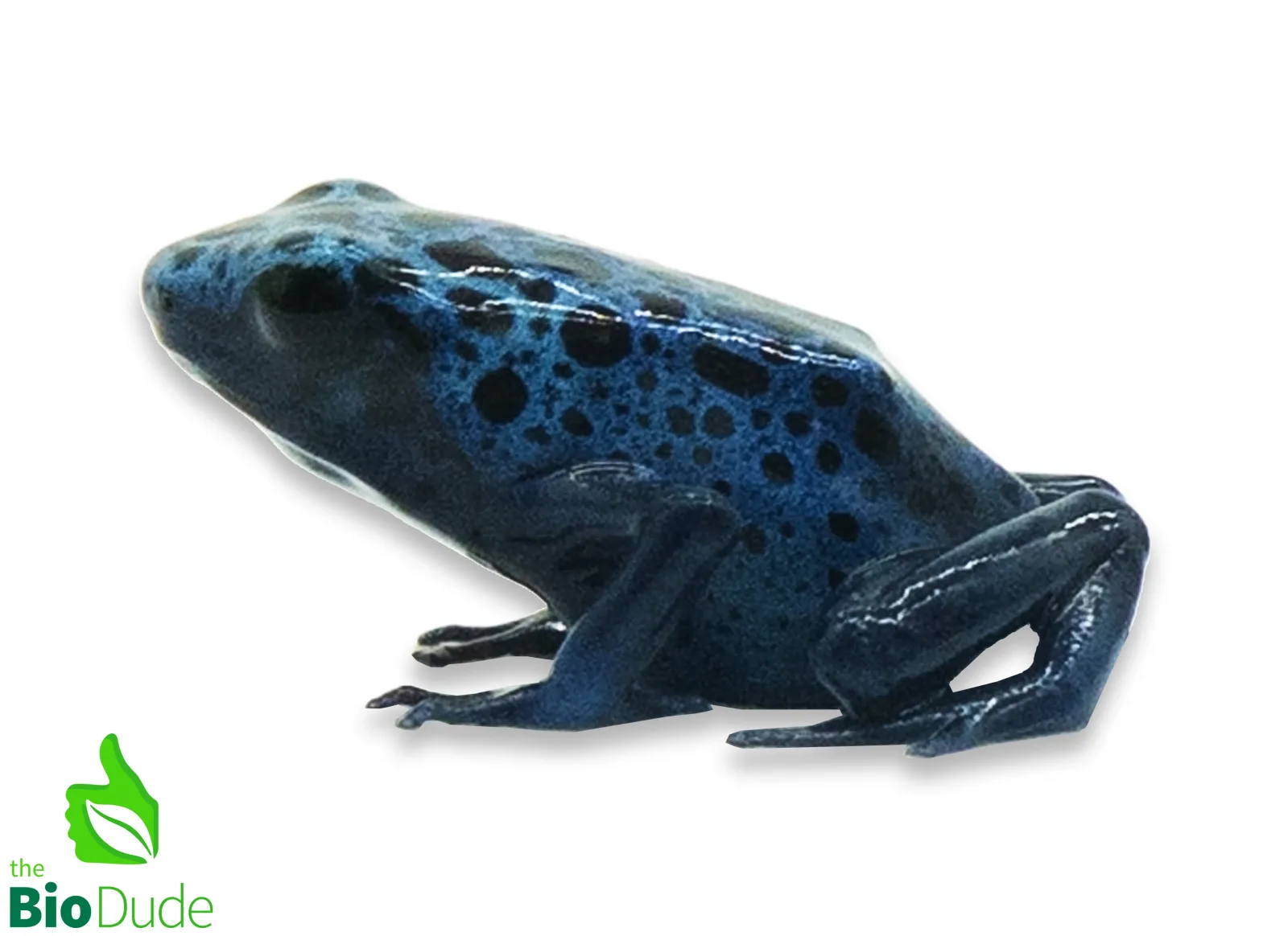 Dendrobates tinctorius ‘Azureus’ (captive-bred) | Blue Poison Dart Frog