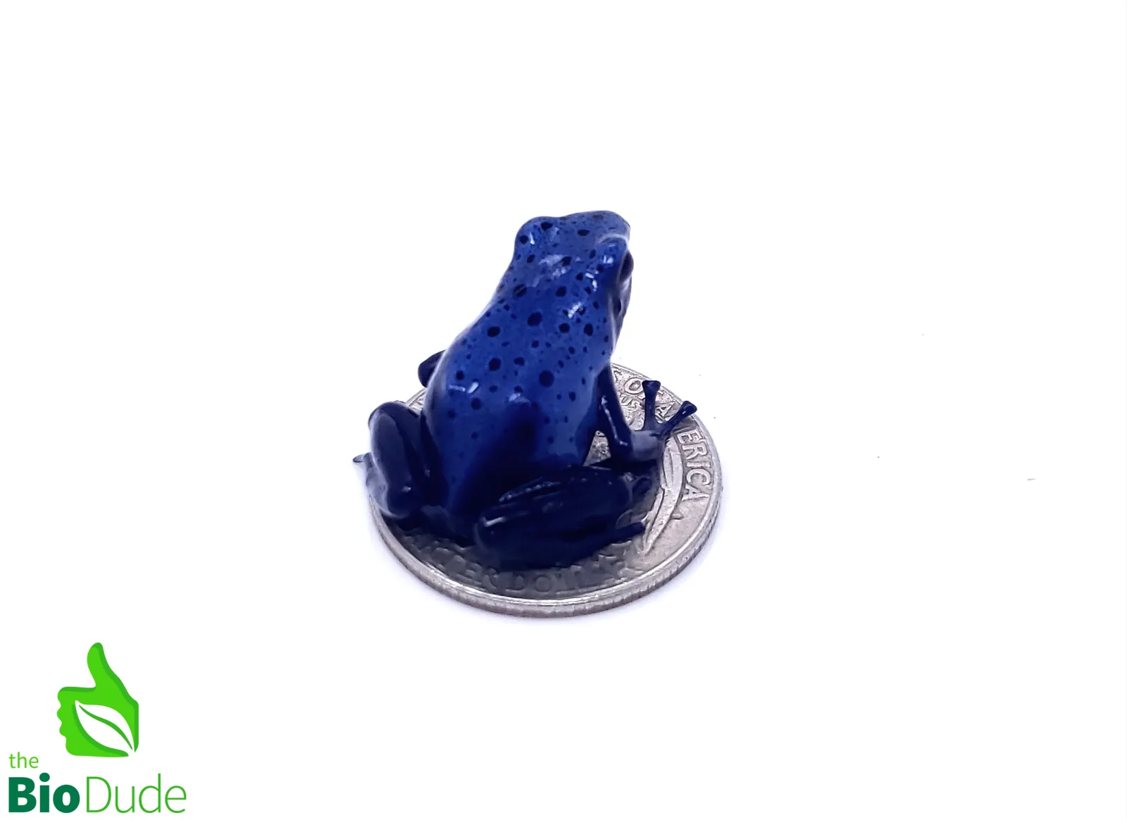 Dendrobates tinctorius ‘Azureus’ (captive-bred) | Blue Poison Dart Frog - Image 2