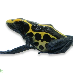 Dendrobates tinctorius ‘Bakhuis’ (Captive Bred) | Dyeing Poison Dart Frog