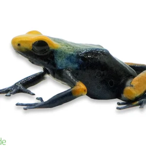 Dendrobates tinctorius ‘Tumucumaque’ (captive-bred) | Peacock Poison Dart Frog
