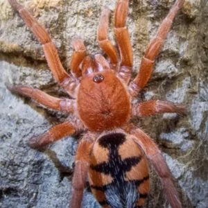 Devicarina guidonae – Saffron Dwarf Pumpkin Tarantula | Ultra-Rare Miniature Species | TDE