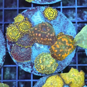 Disco Mushroom Colony WYSIWYG - SAQ Coral Farm