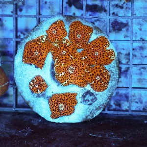 Disco Mushroom Rock Colony WYSIWYG - SAQ Coral Farm