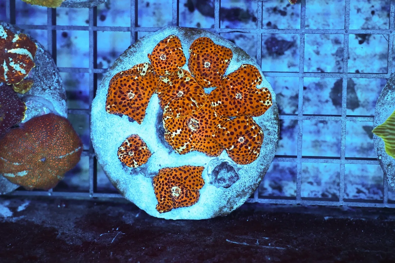 Disco Mushroom Rock Colony WYSIWYG - SAQ Coral Farm