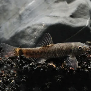 Doctor Fish (Garra Rufa)