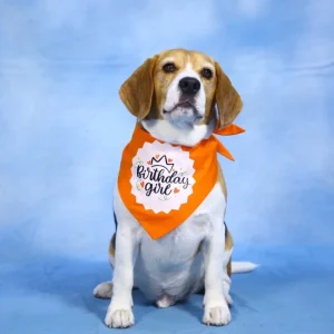 Dogobow Birthday Girl Printed Bandana for Dogs (Orange/White)
