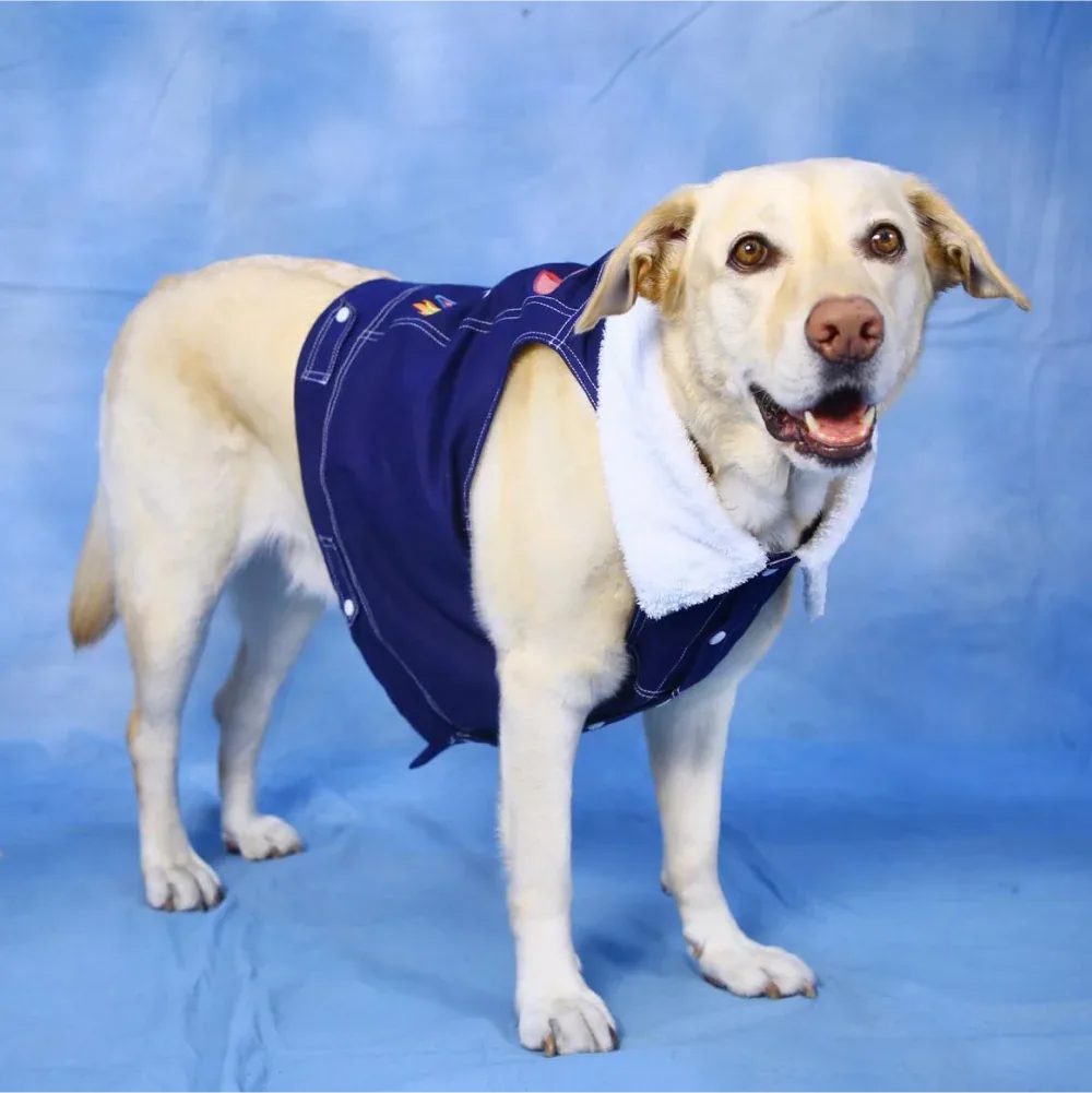 Dogobow Denim Jacket for Dogs and Cats (Navy Blue) (Get a Bow Free)