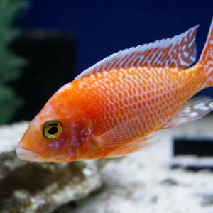 Dragon Blood Peacock Cichlid